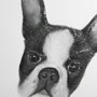 13375 - Floyd (Boston Terrier 1) by Mercana Studio Hand Embellished Framed Art Print Matted under Glass