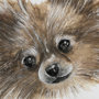 13376 - Frankie (Pomeranian 1) by Mercana Studio Hand Embellished Framed Art Print Matted under Glass