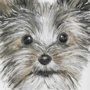 13377 - Eddie (Yorkie 1) by Mercana Studio a Hand Embellished Textured Framed Art Print Matted under Glass
