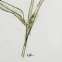101884-L - Echinacea I by Mercana Studio a Hand Embellished Textured Canvas