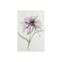 101884-S - Echinacea I by Mercana Studio a Hand Embellished Textured Canvas
