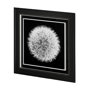 13338 - Dandelion on Black I by Aledanda a Framed Photo Art Print Matted under Glass