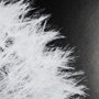 13338 - Dandelion on Black I by Aledanda a Framed Photo Art Print Matted under Glass