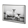 13348 - Islay Sheep I by Laura Marshall a Framed Photo Art Print Matted under Glass