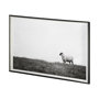 13349 - Islay Sheep II by Laura Marshall a Framed Photo Art Print Matted under Glass
