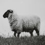 13349 - Islay Sheep II by Laura Marshall a Framed Photo Art Print Matted under Glass