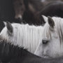 10466 - Custom White Horses (MC) by PH Burchett a Hand Embelished Textured Framed Photo Art Decograph