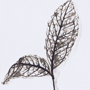 13492 - Olive Branch II by Gabrielle a Framed Art Print Matted under Glass