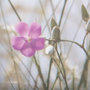 14077 - Wildflower Fade - L by Mercana Studio a Framed Photo Art Print Matted under Glass