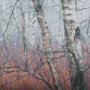 14094 - Woddlland pastels by Mercana Studio a Hand Embellished Textured Framed Photo Art Print Matted under 