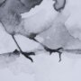 14209 - Robin BW I by Mercana Studio a Hand Embellished Textured Framed Art Print Matted under Glass
