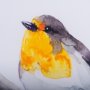 14215 - Robin I by Mercana Studio a Hand Embellished Textured Framed Art Print Matted under Glass
