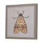 14311 - Moth I by Mercana Studio a Hand Embellished Textured Framed Art Print