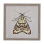 14313 - Moth III by Mercana Studio a Hand Embellished Textured Framed Art Print
