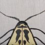 14313 - Moth III by Mercana Studio a Hand Embellished Textured Framed Art Print