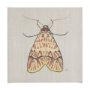 102217-L - Moth I by Mercana Studio a Hand Embellished Textured Canvas