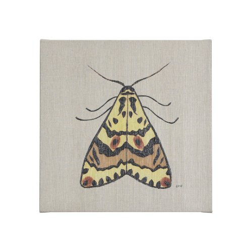 102219-S - Moth III by Mercana Studio a Hand Embellished Textured Canvas