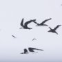14314 - Fly Away by Mercana Studio a Hand Embellished Textured Framed Art Print Matted under Glass