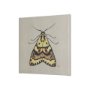 102219-S - Moth III by Mercana Studio a Hand Embellished Textured Canvas