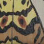 102219-S - Moth III by Mercana Studio a Hand Embellished Textured Canvas