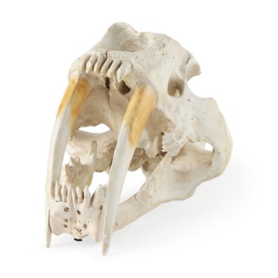 57425 - Fozzil 9L x 9W Resin Sabretooth Skull Replica