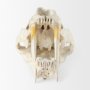 57425 - Fozzil 9L x 9W Resin Sabretooth Skull Replica
