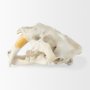57425 - Fozzil 9L x 9W Resin Sabretooth Skull Replica