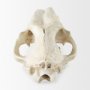 57425 - Fozzil 9L x 9W Resin Sabretooth Skull Replica