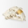 57425 - Fozzil 9L x 9W Resin Sabretooth Skull Replica