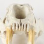 57425 - Fozzil 9L x 9W Resin Sabretooth Skull Replica