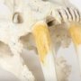 57425 - Fozzil 9L x 9W Resin Sabretooth Skull Replica