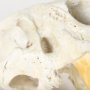 57425 - Fozzil 9L x 9W Resin Sabretooth Skull Replica