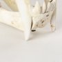 57425 - Fozzil 9L x 9W Resin Sabretooth Skull Replica