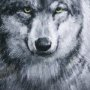 14350 - Animal Portrait II (Wolf) by Mercana Studio Hand Embellished Framed Art Print Matted under Glass