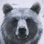 14351 - Animal Portrait III (Bear) by Mercana Studio Hand Embellished Framed Art Print Matted under Glass