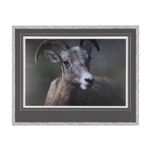 Big Horn Sheep by Chad Mackay a Hand Embellished Textured Framed Photo Art Print Matted under Glass