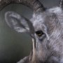 14364 - Big Horn Sheep by Chad Mackay a Hand Embellished Textured Framed Photo Art Print Matted under Glass