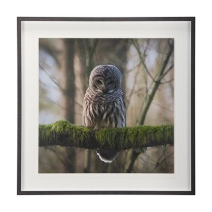 Forest Owl by Chad Mackay a Hand Embellished Textured Framed Photo Art Print Matted under Glass