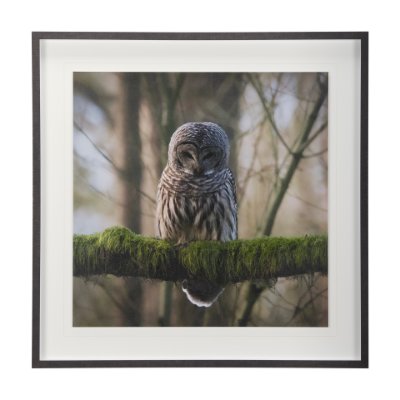 14365 - Forest Owl by Chad Mackay a Hand Embellished Textured Framed Photo Art Print Matted under Glass