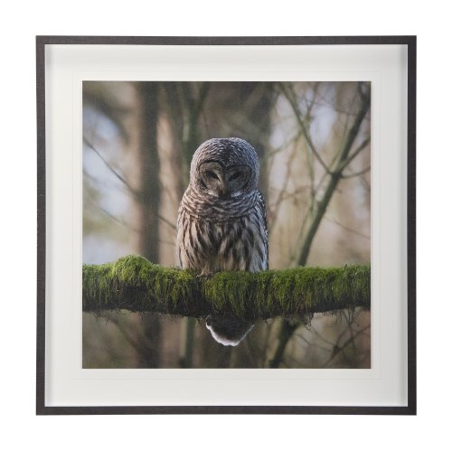 14365 - Forest Owl by Chad Mackay a Hand Embellished Textured Framed Photo Art Print Matted under Glass