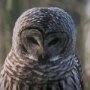 14365 - Forest Owl by Chad Mackay a Hand Embellished Textured Framed Photo Art Print Matted under Glass