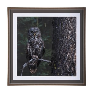 Night Owl by Chad Mackay a Hand Embellished Textured Framed Photo Art Print Matted under Glass