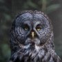 14366 - Night Owl by Chad Mackay a Hand Embellished Textured Framed Photo Art Print Matted under Glass
