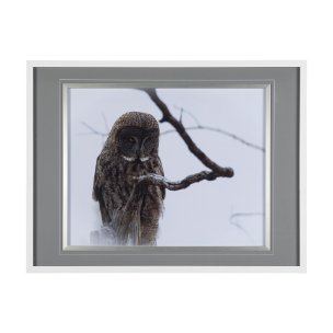 Grey Owl by Chad Mackay a Hand Embellished Textured Framed Photo Art Print Matted under Glass