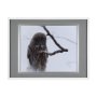 14367 - Grey Owl by Chad Mackay a Hand Embellished Textured Framed Photo Art Print Matted under Glass