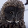 14367 - Grey Owl by Chad Mackay a Hand Embellished Textured Framed Photo Art Print Matted under Glass