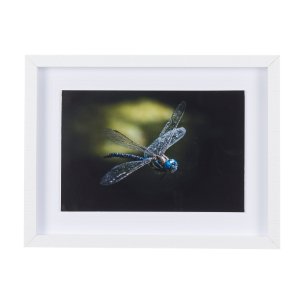 Dragon Fly by Mercana Studio a Framed Photo Art Print Matted under Glass