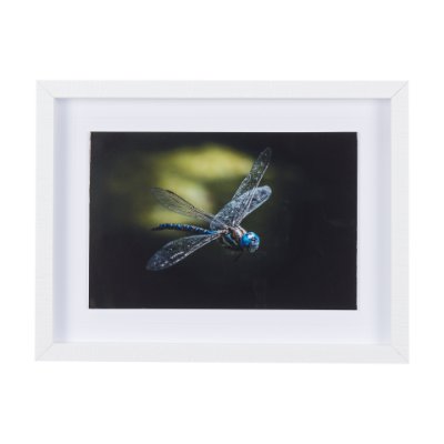 14368 - Dragon Fly by Mercana Studio a Framed Photo Art Print Matted under Glass