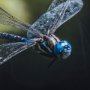 14368 - Dragon Fly by Mercana Studio a Framed Photo Art Print Matted under Glass