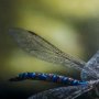 14368 - Dragon Fly by Mercana Studio a Framed Photo Art Print Matted under Glass